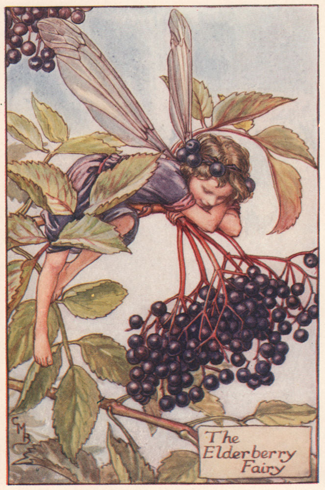 Elderberry Fairy by Cicely Mary Barker. Autumn Flower Fairies c1935 old print